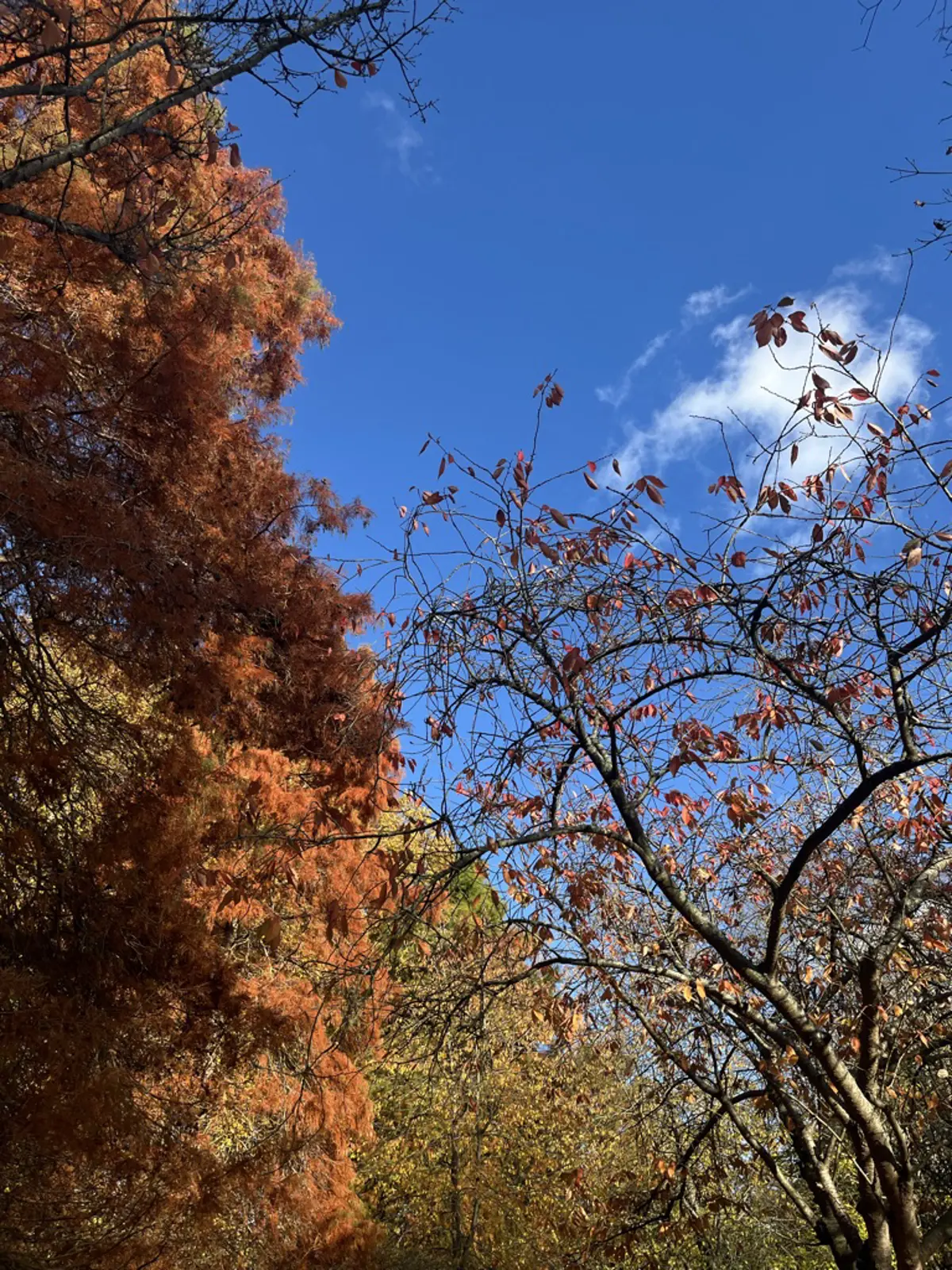 F1305542 0Cbb 4935 B5e2 88Eec3039ced 1 105 C